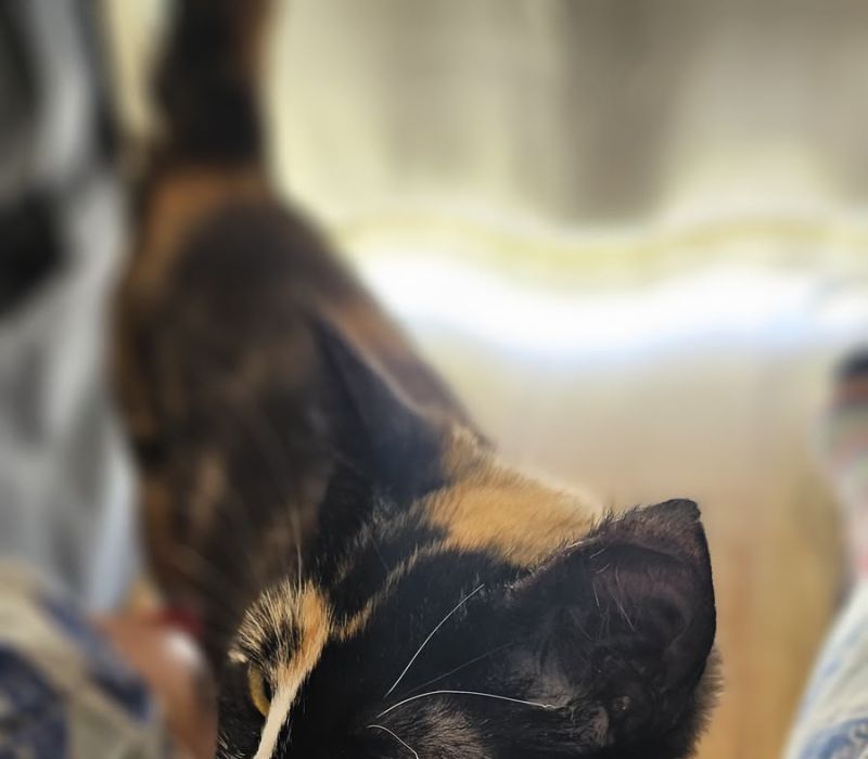 Kiki