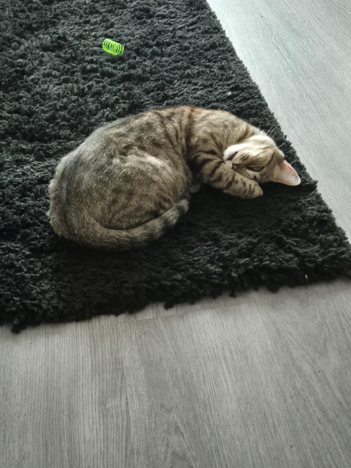 Mitzy