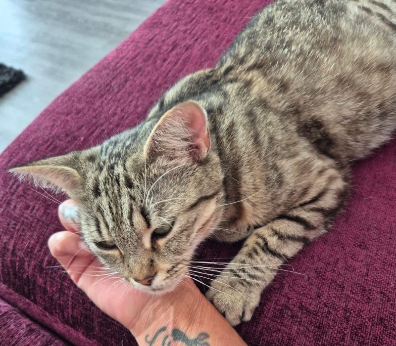 Mitzy